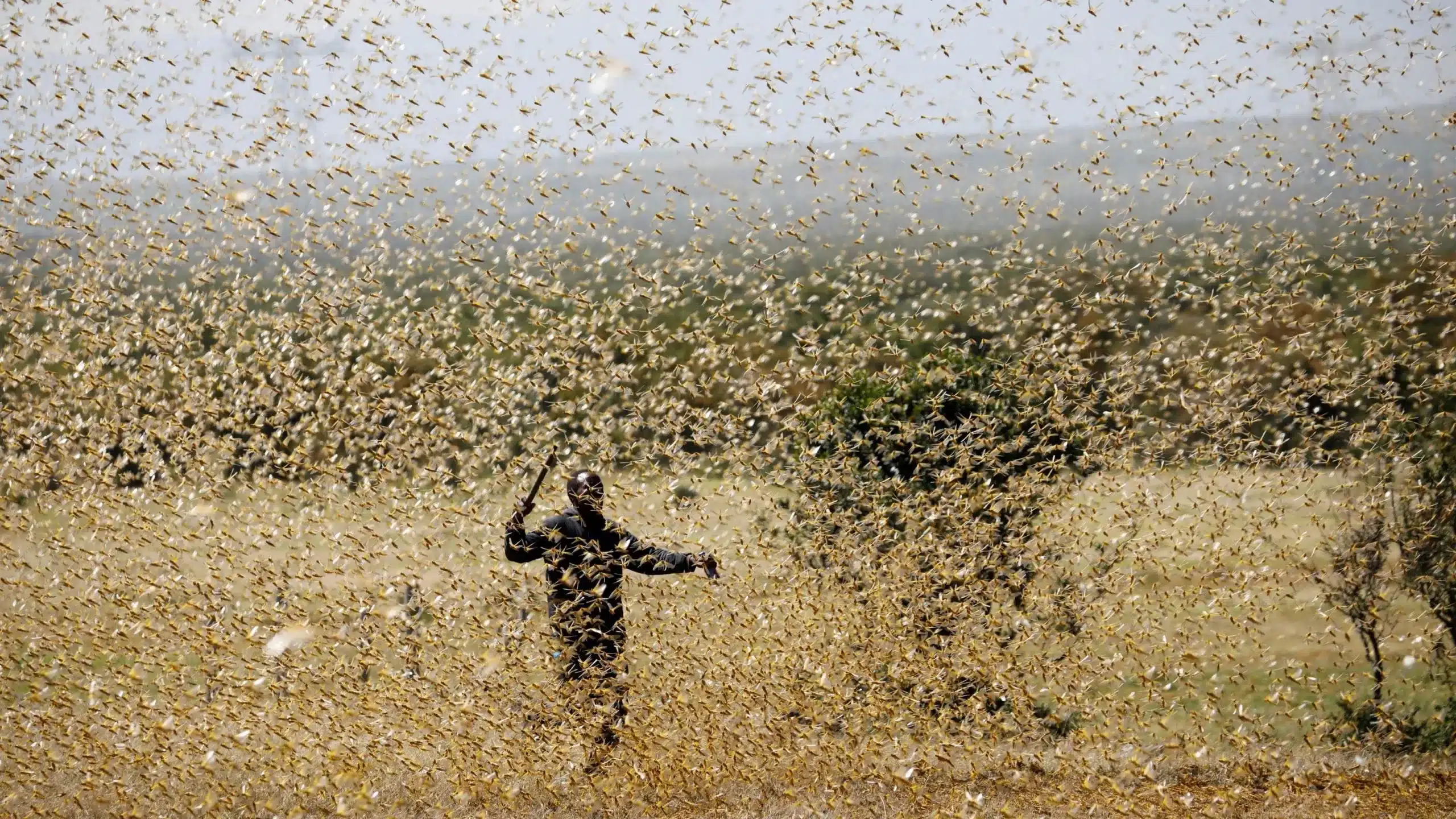 Explained: What is the locust plague and impact on India