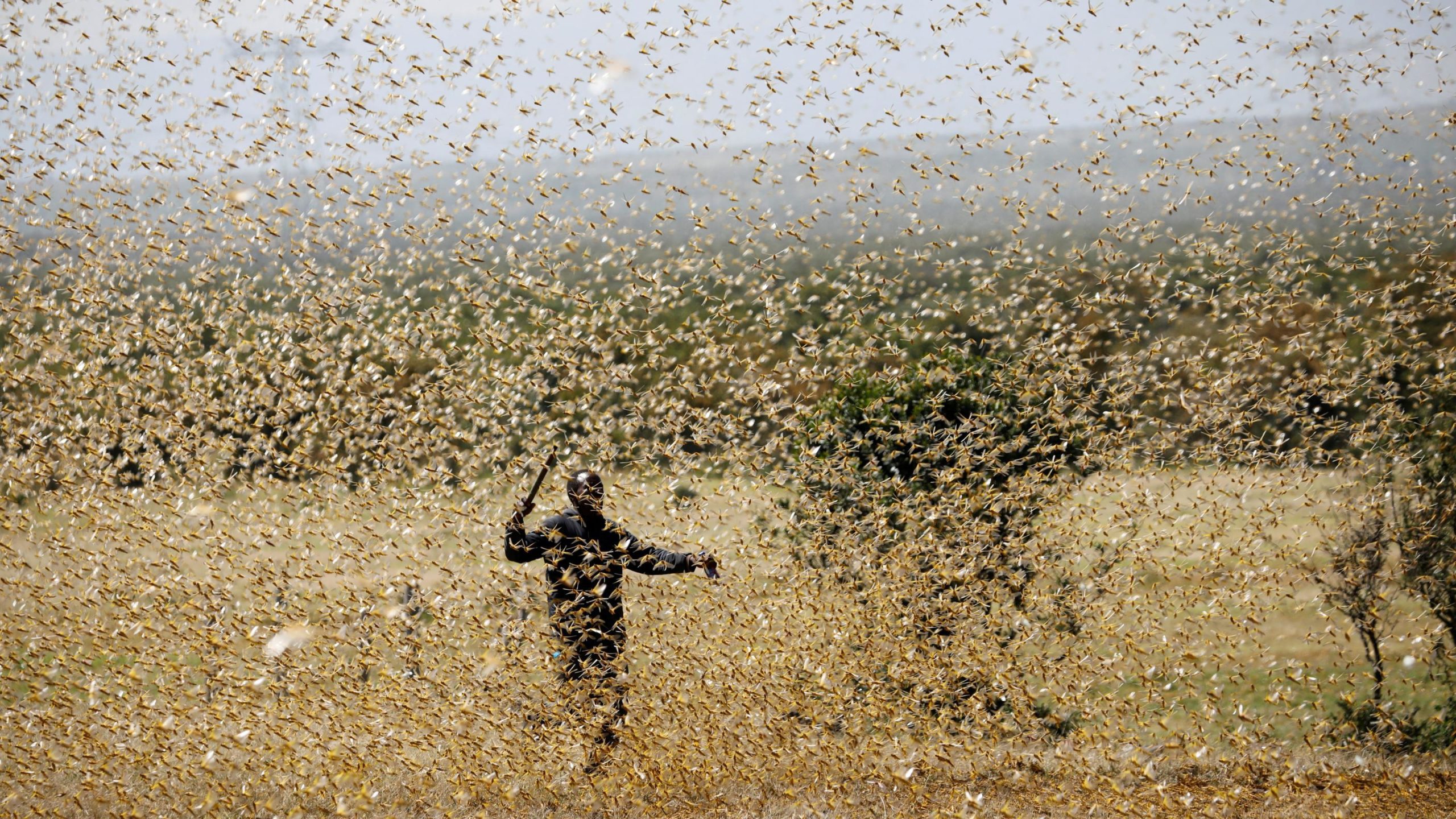 Explained: What is the locust plague and impact on India