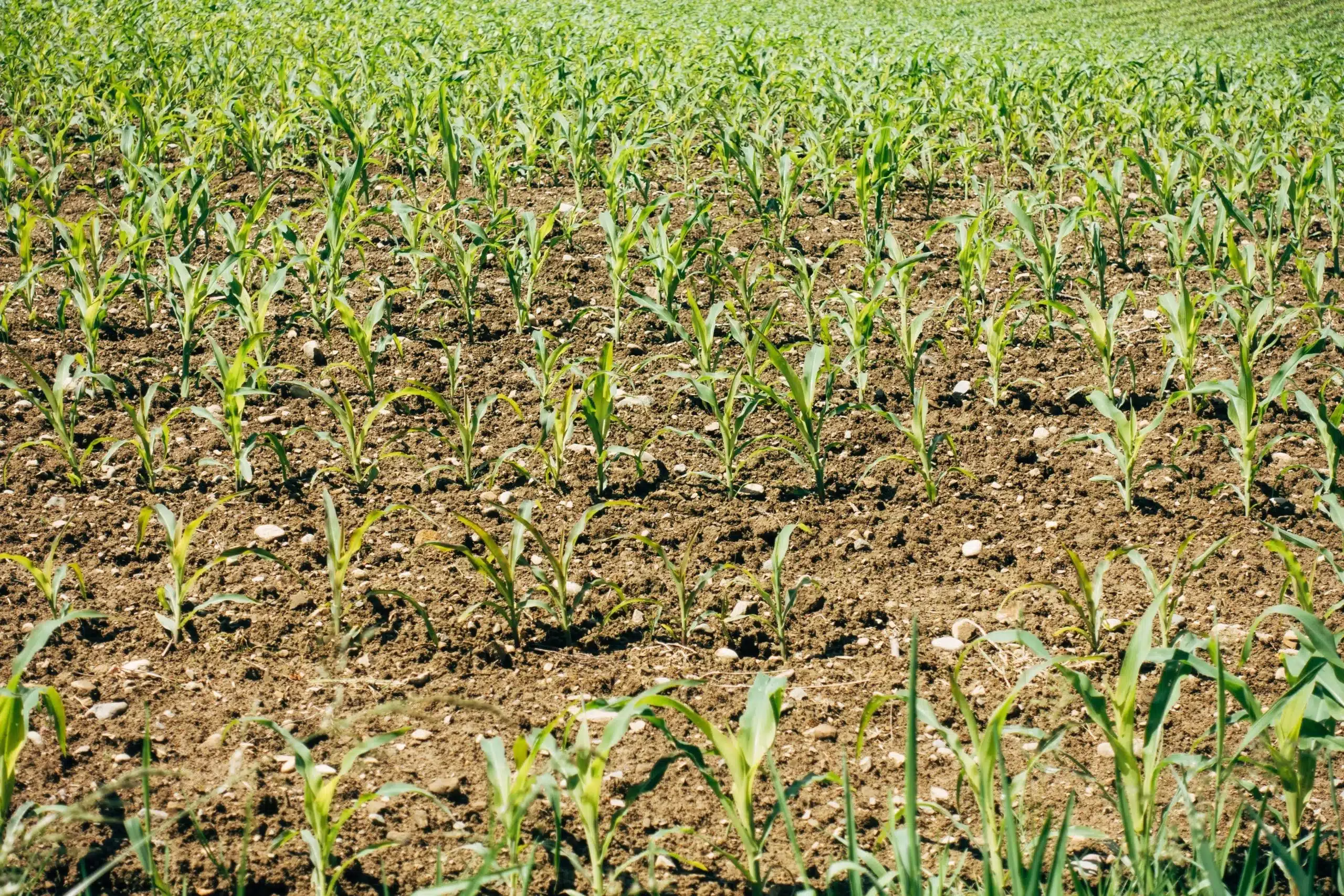 Continuous use of nitrogenous fertilizer damages soil health