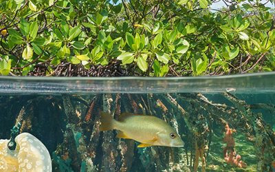26 July: International Day for the Conservation of the Mangrove Ecosystem 2022