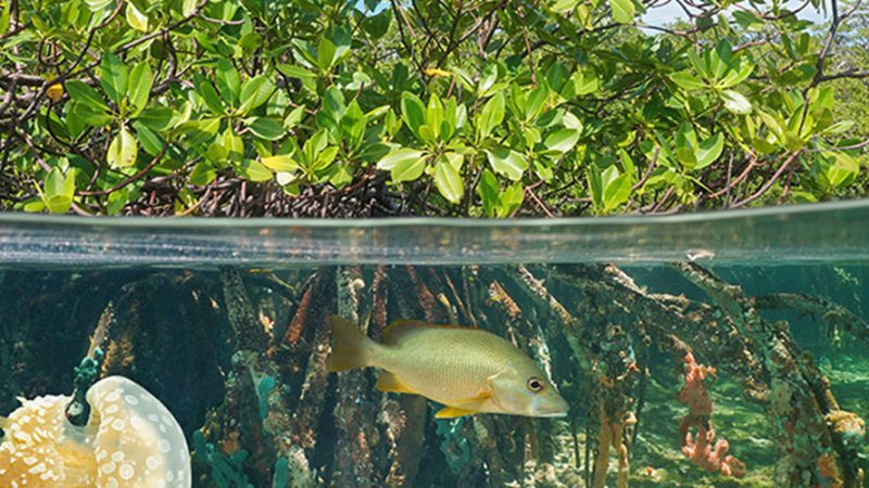 26 July: International Day for the Conservation of the Mangrove Ecosystem 2022