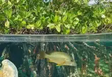 International Day for the Conservation of the Mangrove Ecosystem