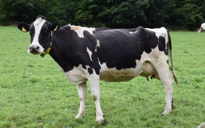 Naming a cow enhances milk yield – Study finds