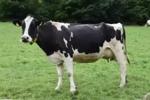 Naming a cow enhances milk yield