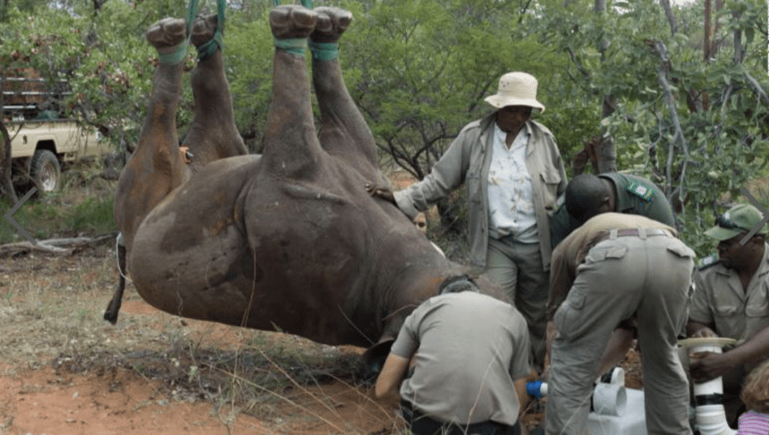 transportation of upside-down rhino