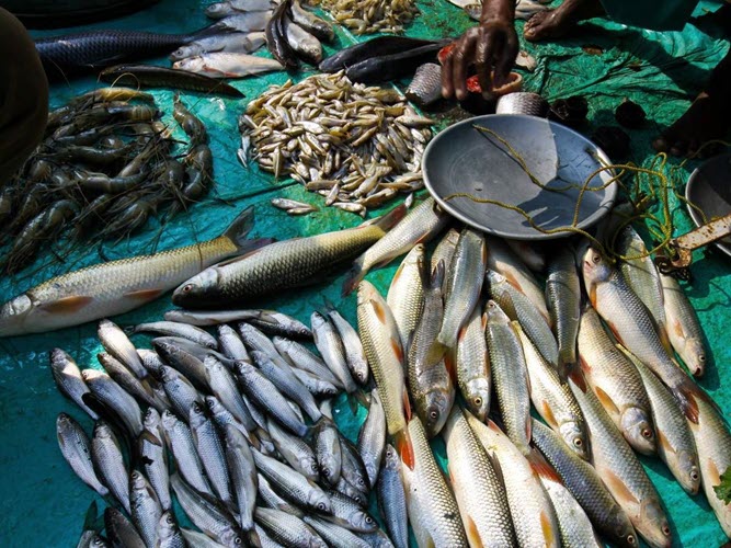 World Fisheries Day celebrated in Bhubaneswar