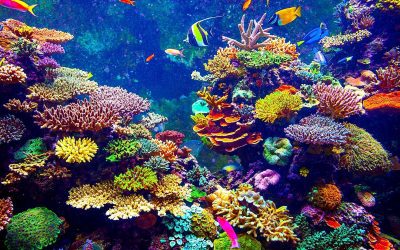 Coral Reefs and its importance