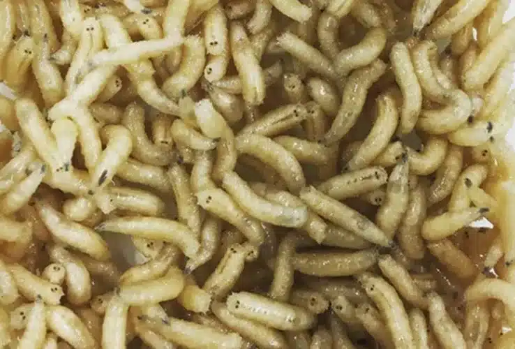 Meet the maggot