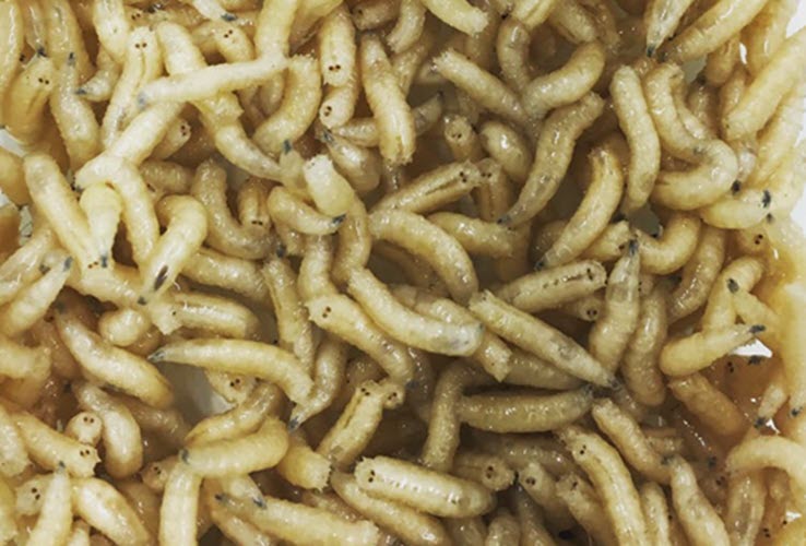 Meet the maggot: how this flesh-loving, butt-breathing marvel helps us solve murders