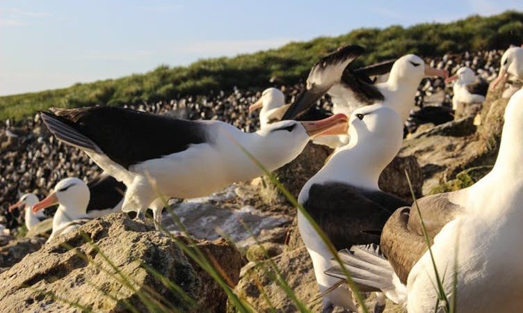 Climate change is making monogamous albatrosses divorce – new research