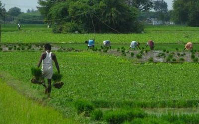 Cabinet approves Computerization of Primary Agriculture Credit Societies (PACS)