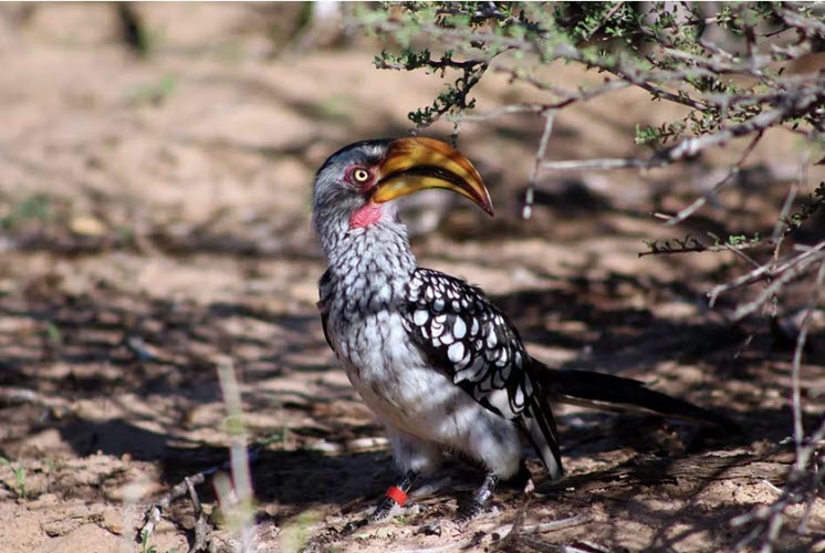 Hotter Kalahari Desert may stop hornbills breeding by 2027