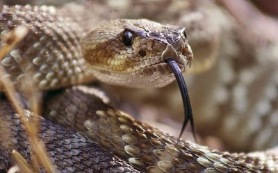 16 July: World Snake Day 2022 and its Significance