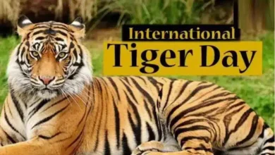 Global Tiger Day