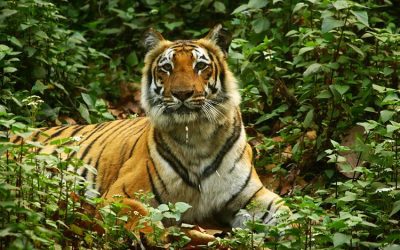 PM appreciates the efforts of tiger conservationists