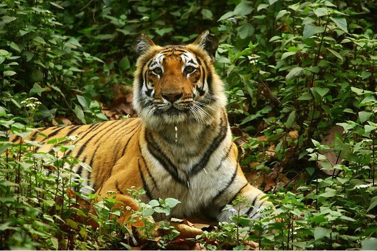 PM appreciates the efforts of tiger conservationists