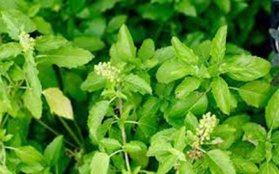 Measures taken to promote the cultivation of Medicinal Plants