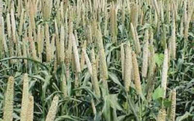 NITI Aayog and WFP to Launch Initiative on Mainstreaming Millets in Asia