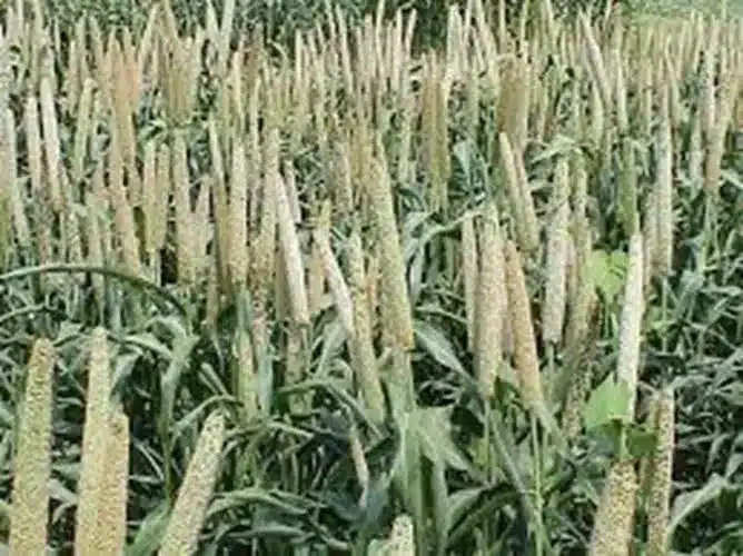 Millets in Asia