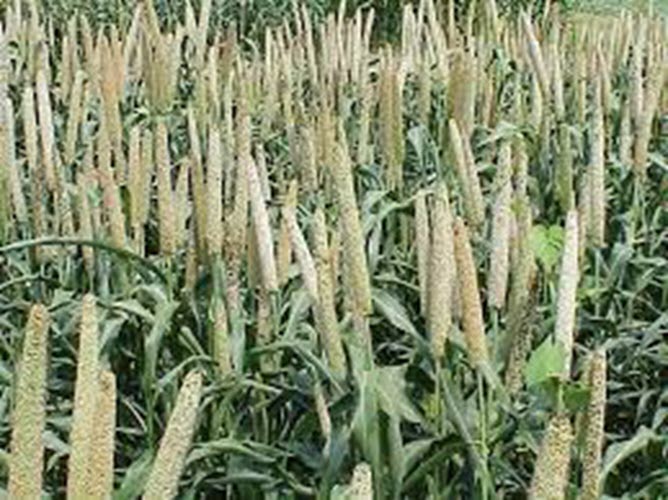 NITI Aayog and WFP to Launch Initiative on Mainstreaming Millets in Asia