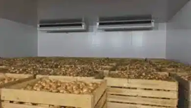 Onion Storage