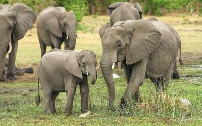 12 August: World Elephant Day 2022 and its Significance
