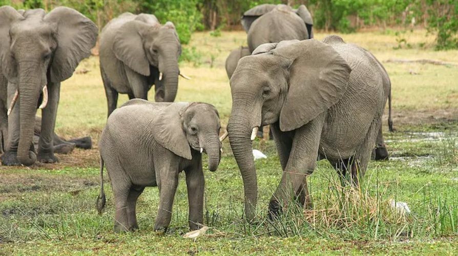 12 August: World Elephant Day 2022 and its Significance