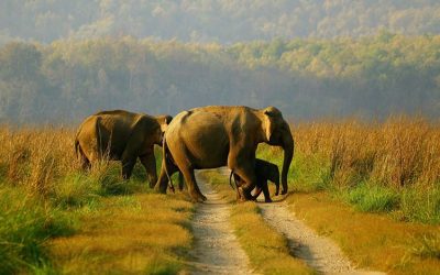 World Elephant Day – 2022 celebrated at Periyar