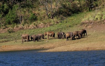 PM appreciate efforts of Elephant conservationists