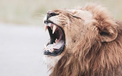 10 August: World Lion Day 2022 and its Significance