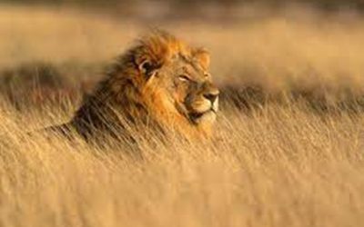 PM lauds the efforts of Lion conservationists