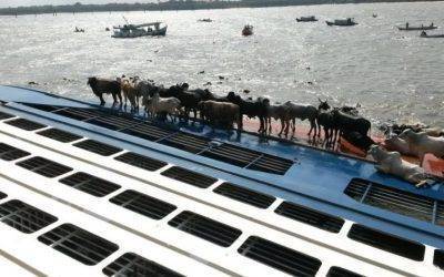 Sad Saga of Livestock Carrier Capsizing Continues…
