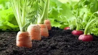 Promoting Natural Farming