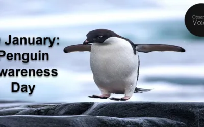 20 January: Penguin Awareness Day