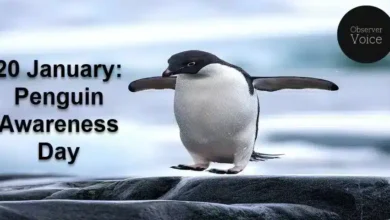 20 January: Penguin Awareness Day