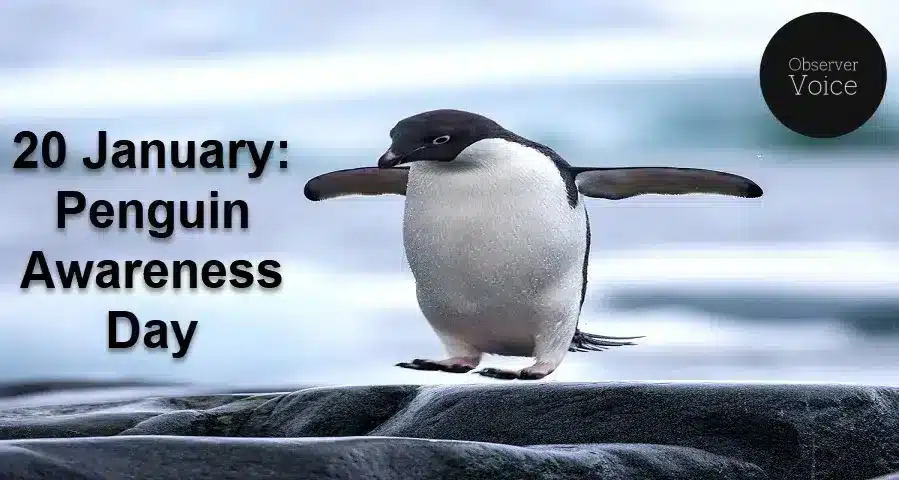 20 January: Penguin Awareness Day