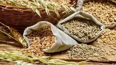 18.05 LMT wheat sold in open market in three e-auctions