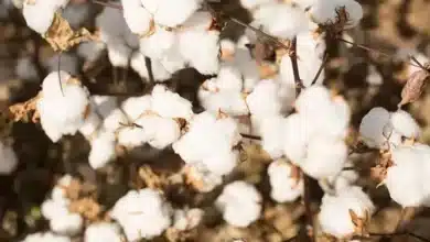 341.91 lakh bales of cotton production reported in 2022-23