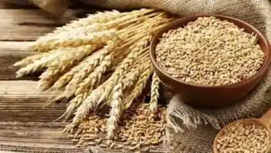 5.40 LMT of wheat has been sold to 1049 bidders in 23 states in 4th e-auction by Food Corporation of India