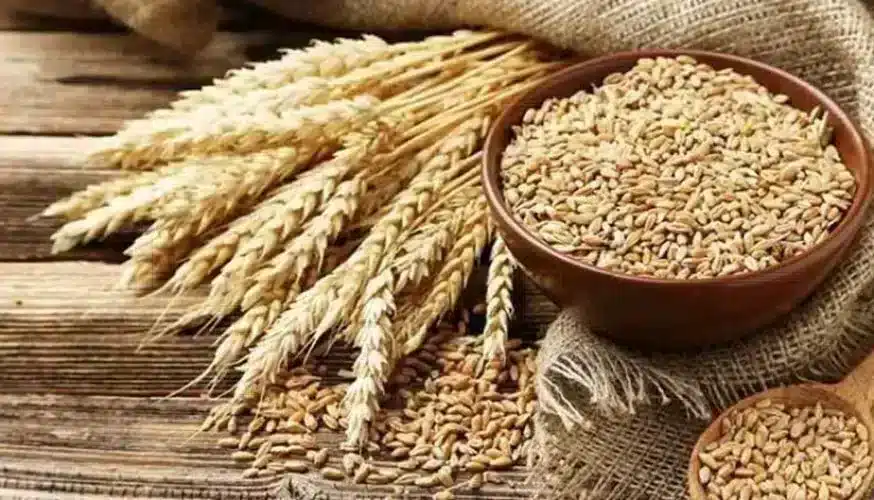 5.40 LMT of wheat has been sold to 1049 bidders in 23 states in 4th e-auction by Food Corporation of India