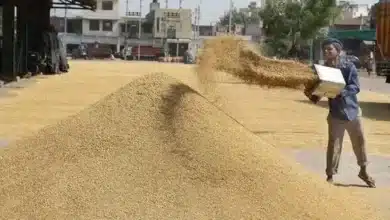 Paddy Procurement crosses 700 LMT mark benefiting over 96 lakh farmers