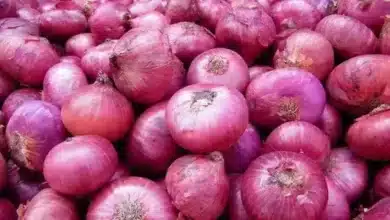 USD 523.8 million worth of onions exported from April to December 2022