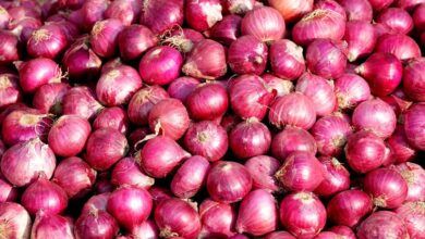 NAFED to begin procurement of Kharif Onion in Gujarat