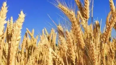 Wheat crop normal in all major states