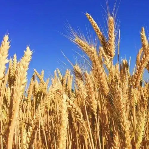 Wheat crop normal in all major states