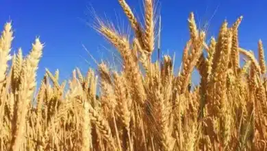 Wheat crop normal in all major states