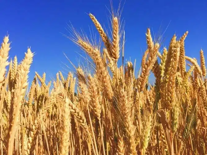 Wheat procurement crosses 260 LMT mark in Rabi Marketing Season 2023-24