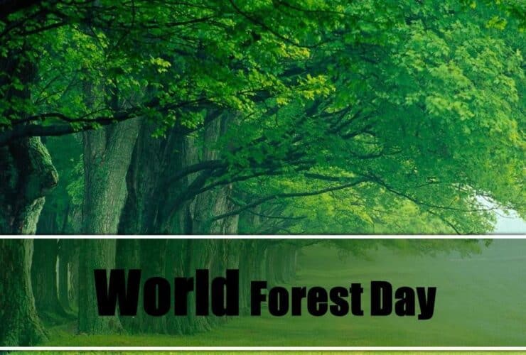 21 March: World Forest Day