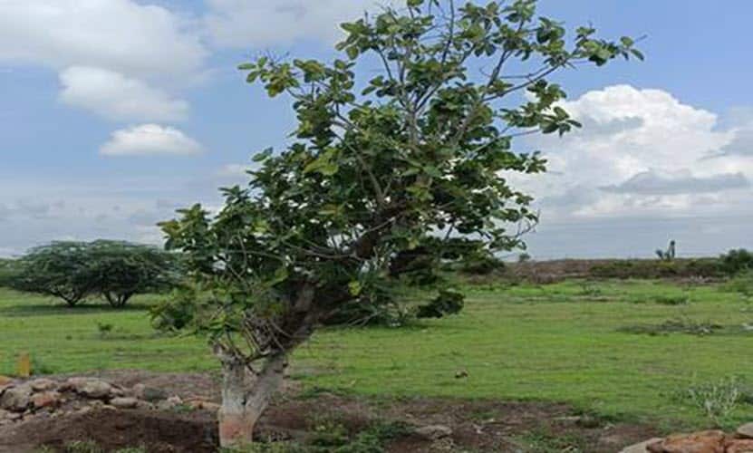 Successful transplantation of 1,025 Banyan trees along the Sant Tukaram Maharaj Palkhi Marg