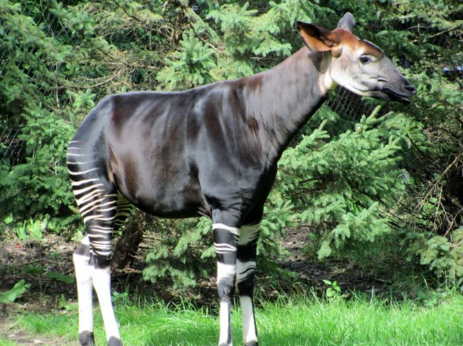 Endangered Okapi